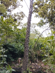 Ceiba aesculifolia
