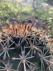Coryphantha ottonis