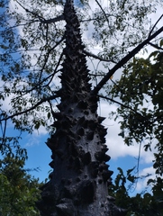 Ceiba aesculifolia