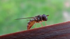 Platycheirus scutatus