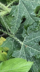 Cnidoscolus aconitifolius