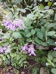 Salvia purpurea