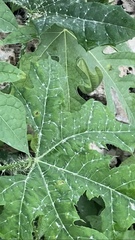 Cnidoscolus aconitifolius