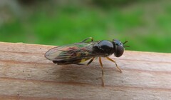 Platycheirus scutatus