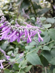 Salvia purpurea