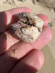 Lamarcka imbricata