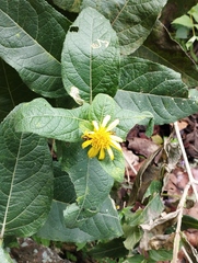 Verbesina sphaerocephala