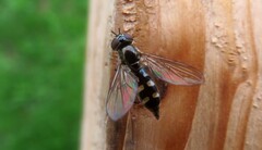 Platycheirus scutatus