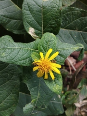 Verbesina sphaerocephala