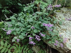 Salvia purpurea
