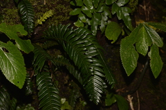 Blechnum contiguum