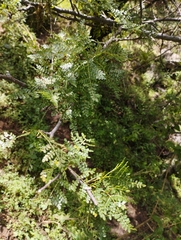 Bursera bipinnata