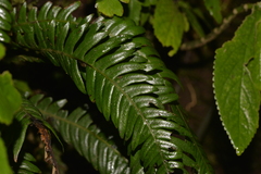 Blechnum contiguum