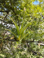 Tillandsia achyrostachys