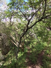 Bursera bipinnata