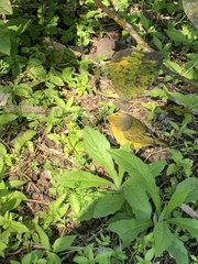 Setophaga petechia aureola