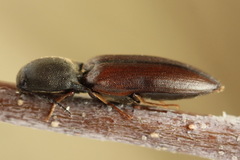 Sericus brunneus