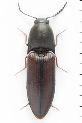 Sericus brunneus
