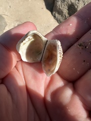 Lamarcka imbricata