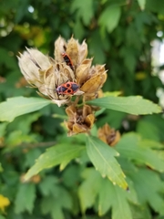 Pyrrhocoris apterus