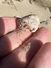 Lamarcka imbricata