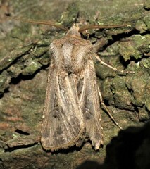 Agrotis gladiaria