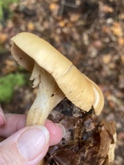 Paralepista flaccida