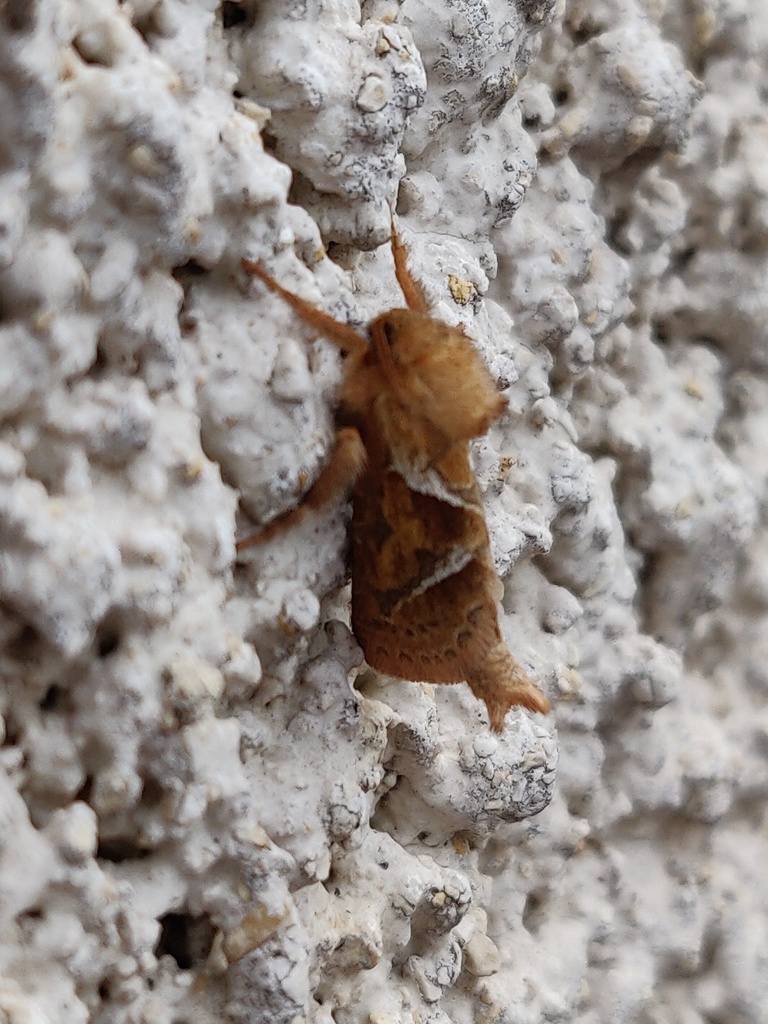 Triodia