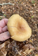 Paralepista flaccida