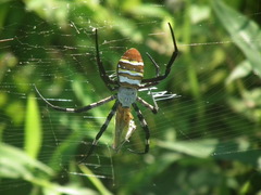 Argiope amoena