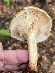 Paralepista flaccida