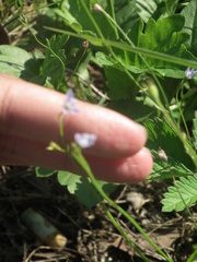 Wahlenbergia marginata