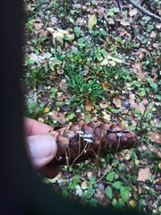 Strobilurus conigenus