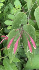 Bauhinia jenningsii