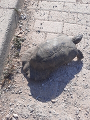 Testudo marginata