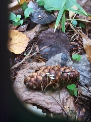 Strobilurus conigenus