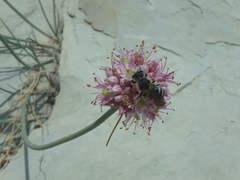 Leuchalictus
