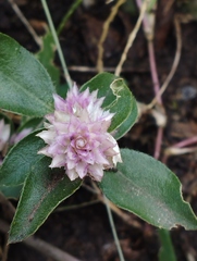 Gomphrena serrata