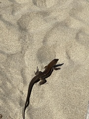 Pholidoscelis exsul
