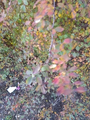 Cotoneaster divaricatus