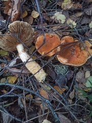 Cortinarius triumphans