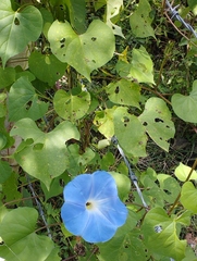 Ipomoea tricolor