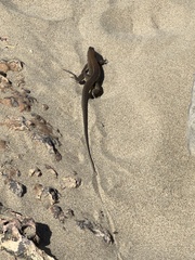 Pholidoscelis exsul