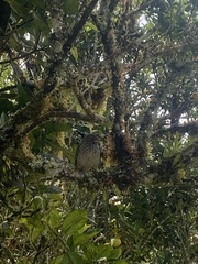 Camarhynchus parvulus