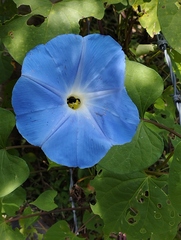 Ipomoea tricolor