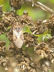Stictopleurus punctatonervosus