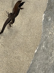 Pholidoscelis exsul