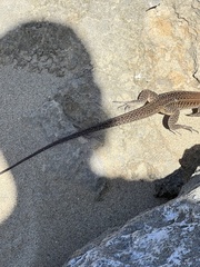 Pholidoscelis exsul