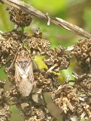 Stictopleurus punctatonervosus