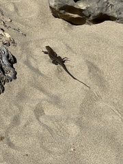 Pholidoscelis exsul